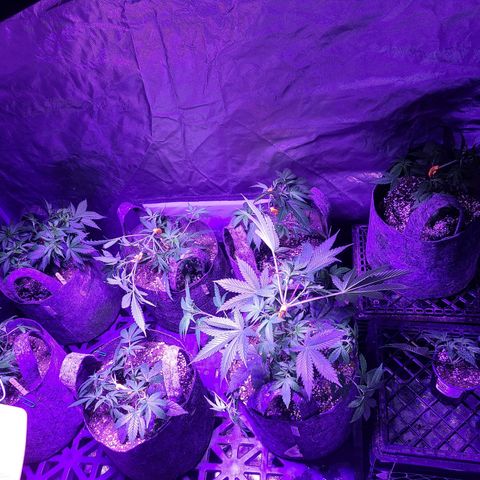 COOKIE MONSTER growlog timeline photo