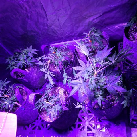 COOKIE MONSTER growlog timeline photo