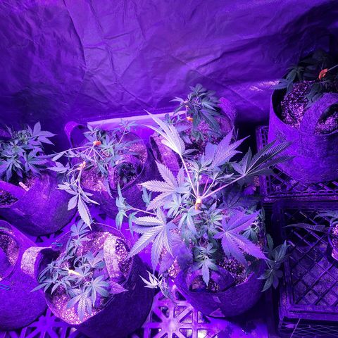 COOKIE MONSTER growlog timeline photo