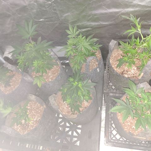 COOKIE MONSTER growlog timeline photo