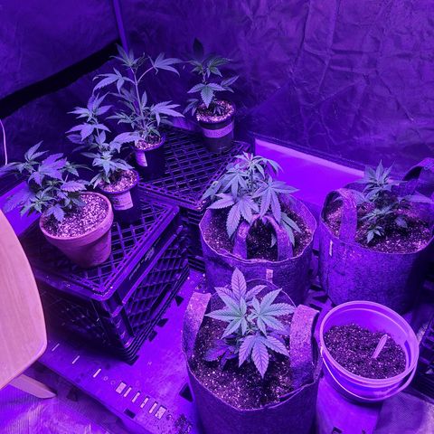 COOKIE MONSTER growlog timeline photo