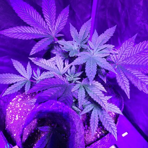 COOKIE MONSTER growlog timeline photo