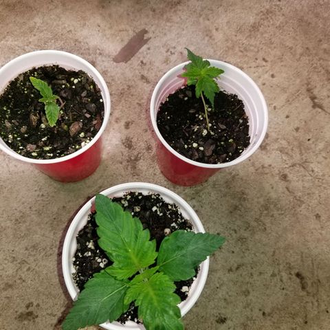 Unknown strain growlog timeline photo
