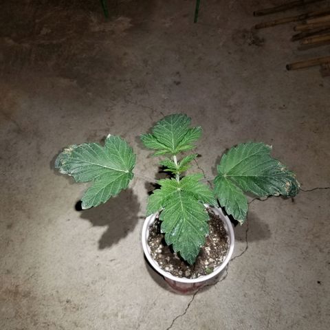 Unknown strain growlog timeline photo