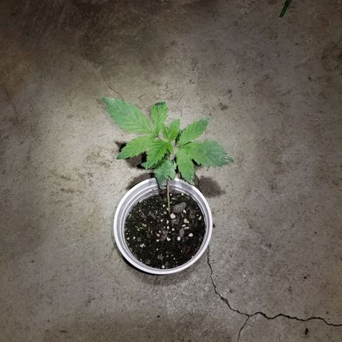 Unknown strain growlog timeline photo