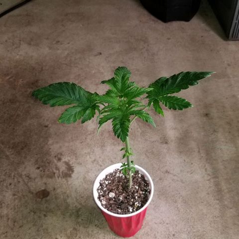 Unknown strain growlog timeline photo
