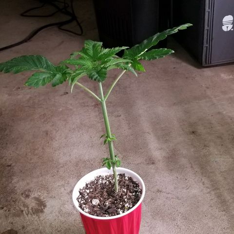 Unknown strain growlog timeline photo