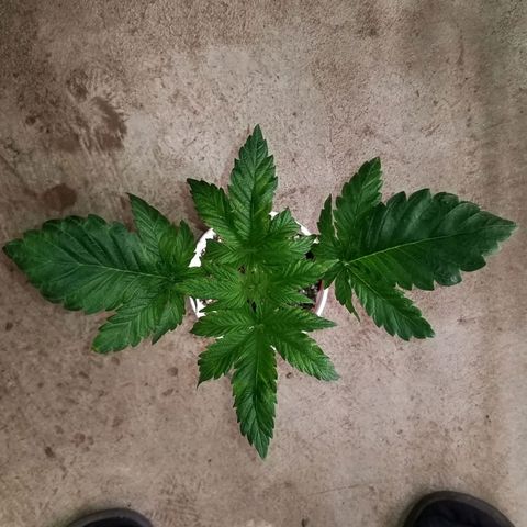 Unknown strain growlog timeline photo
