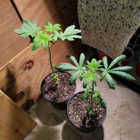 Unknown strain growlog timeline photo