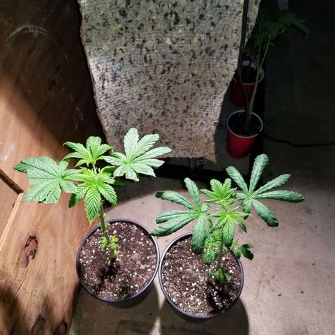 Unknown strain growlog timeline photo