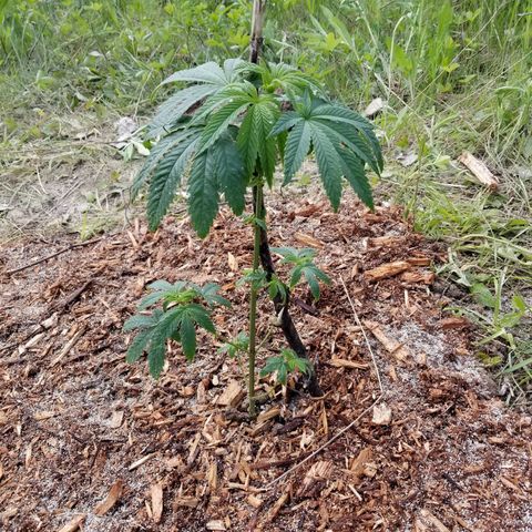 Unknown strain growlog timeline photo