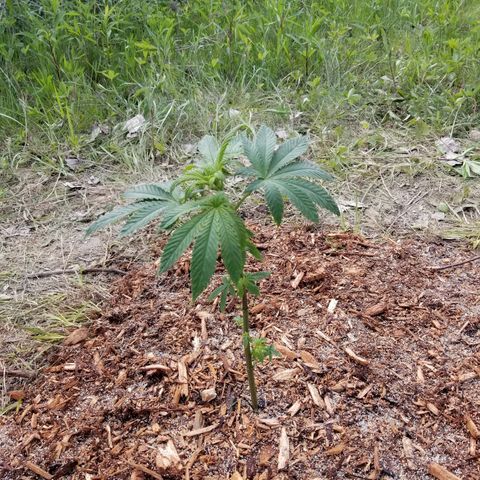 Unknown strain growlog timeline photo