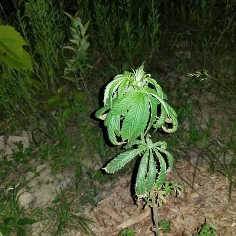 Unknown strain growlog timeline photo