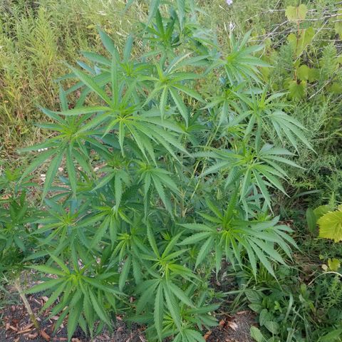 Unknown strain growlog photo: Morning photo