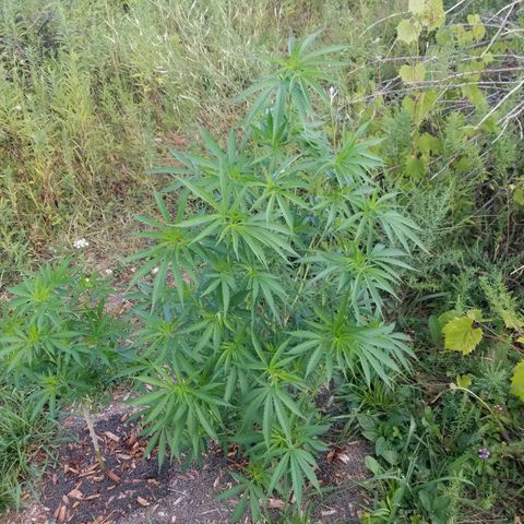 Unknown strain growlog photo: Morning photo