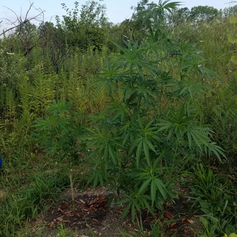 Unknown strain growlog photo: Morning photo