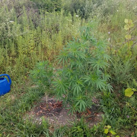 Unknown strain growlog photo: Morning photo