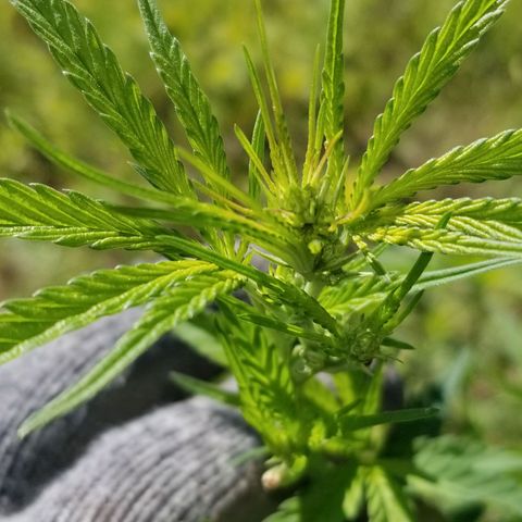 Unknown strain growlog timeline photo
