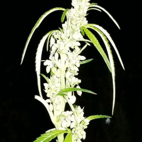 Unknown strain growlog timeline photo