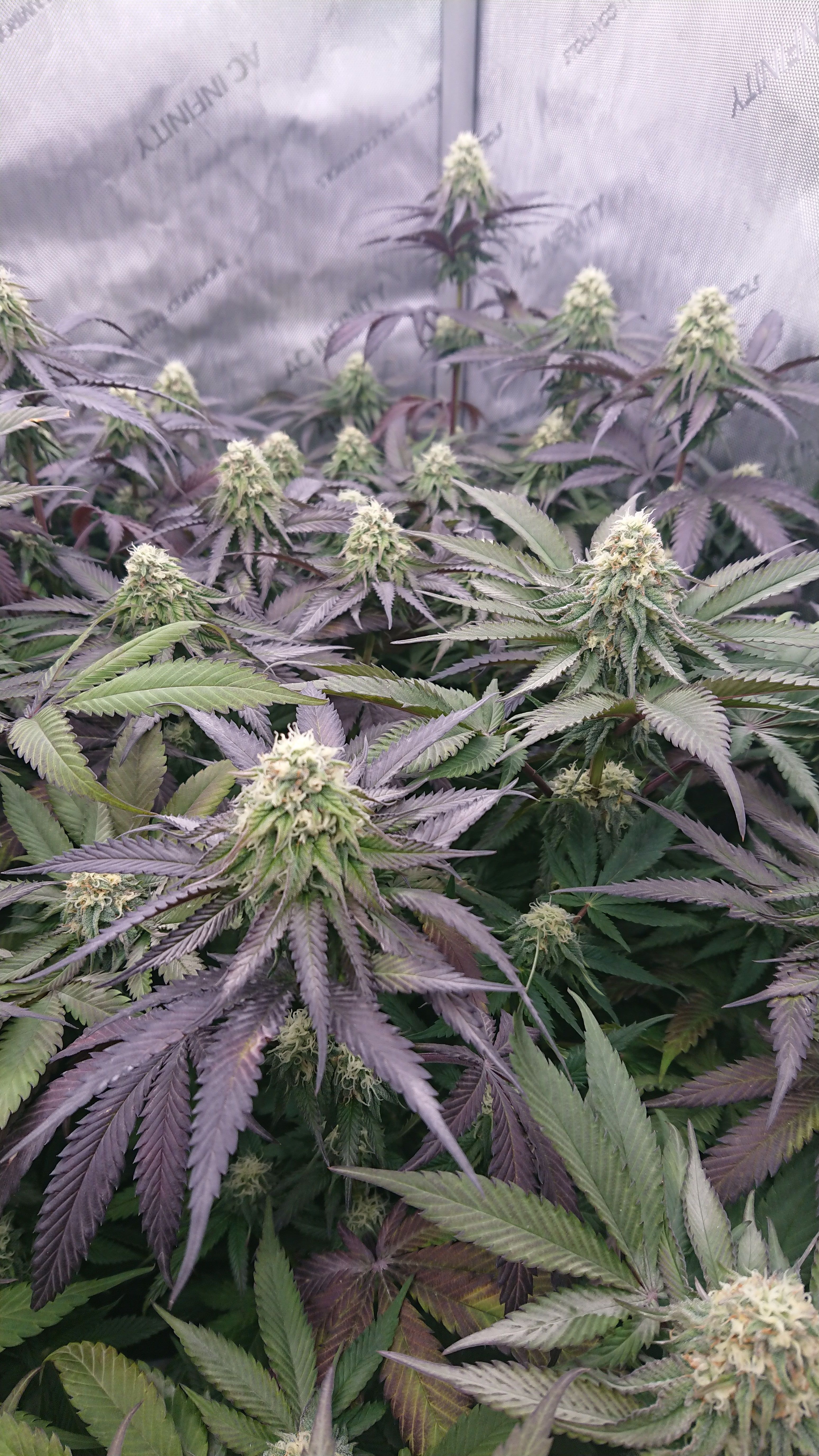 Cherry Zelato growlog header