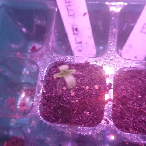 Apple Blossom growlog timeline photo