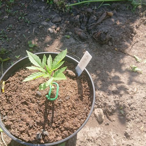 Apple Blossom growlog timeline photo