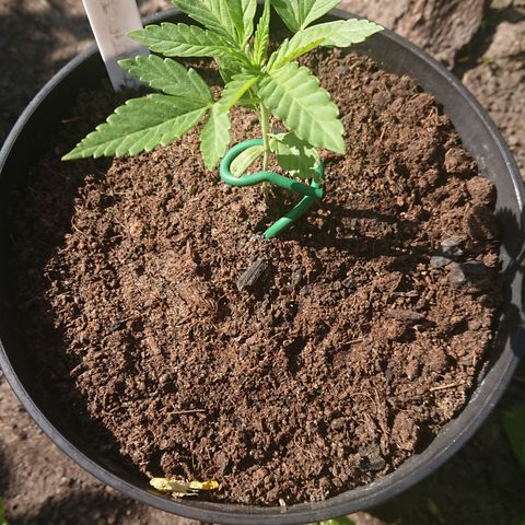Apple Blossom growlog timeline photo