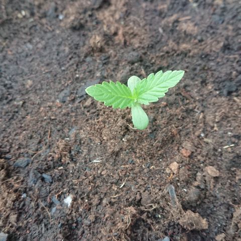 Strawberry Banana Auto growlog timeline photo