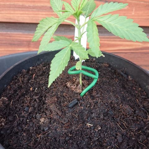 Apple Blossom growlog timeline photo