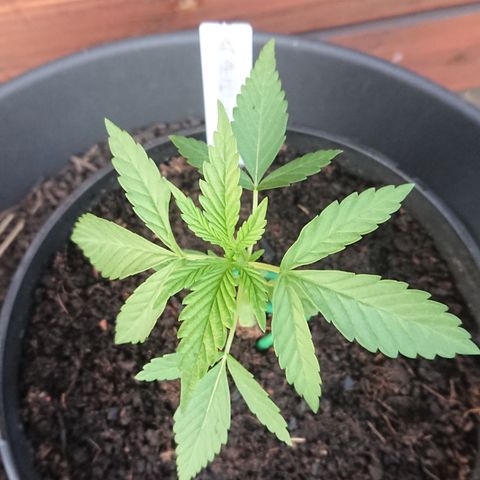Apple Blossom growlog timeline photo