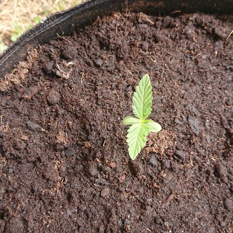 Strawberry Banana Auto growlog timeline photo