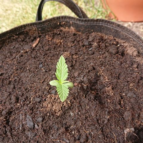 Strawberry Banana Auto growlog timeline photo