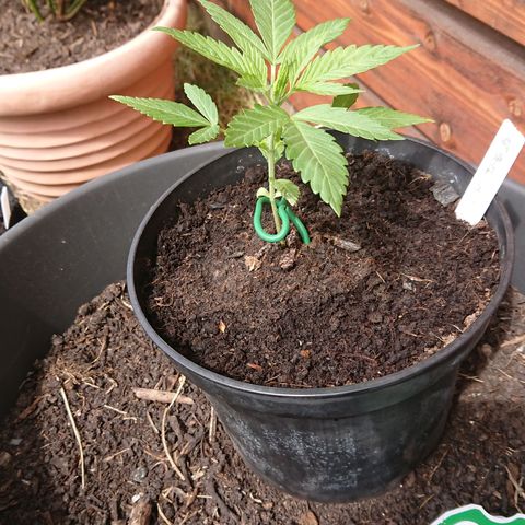 Apple Blossom growlog timeline photo