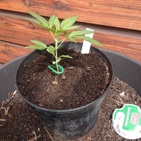 Apple Blossom growlog timeline photo
