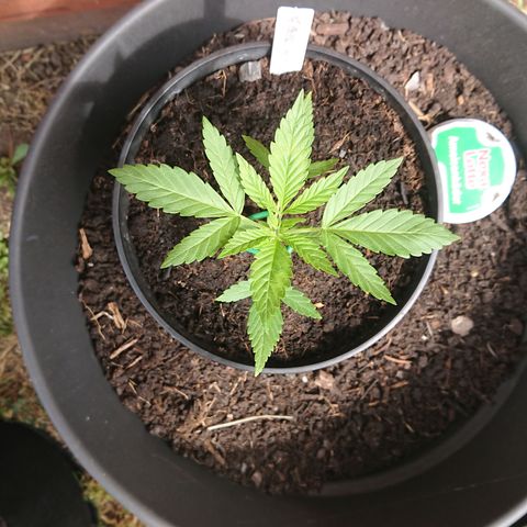 Apple Blossom growlog timeline photo