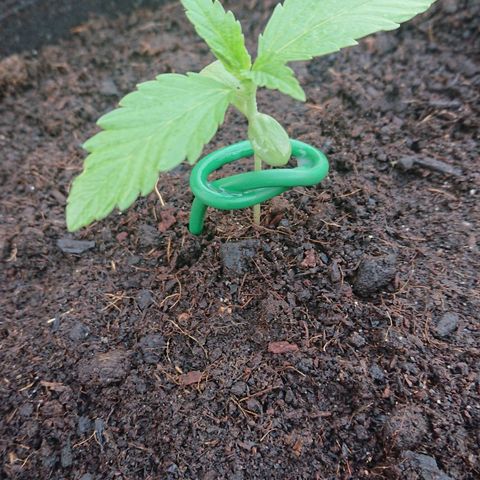 Strawberry Banana Auto growlog timeline photo