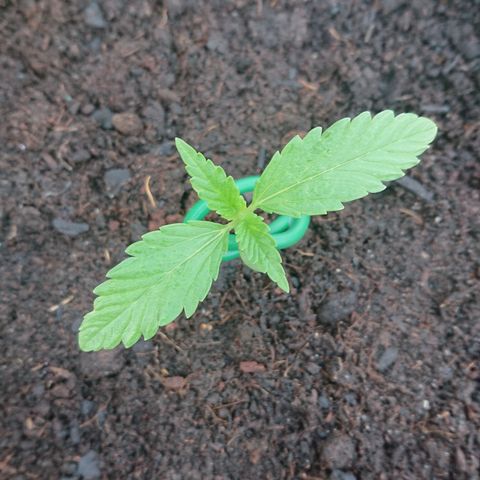 Strawberry Banana Auto growlog timeline photo