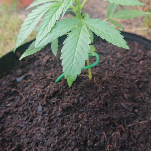 Apple Blossom growlog timeline photo