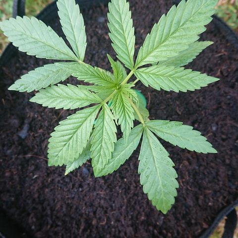 Apple Blossom growlog timeline photo