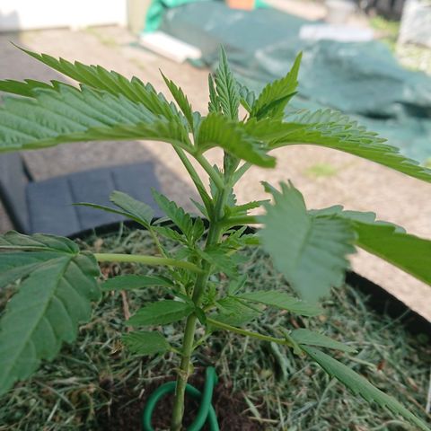 Apple Blossom growlog timeline photo