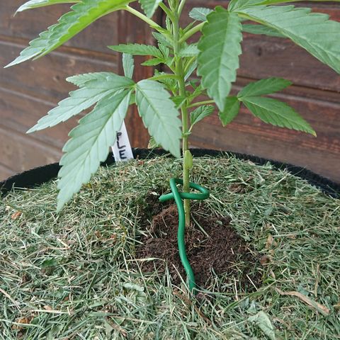 Apple Blossom growlog timeline photo