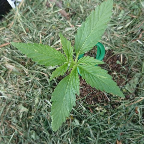 Strawberry Banana Auto growlog timeline photo