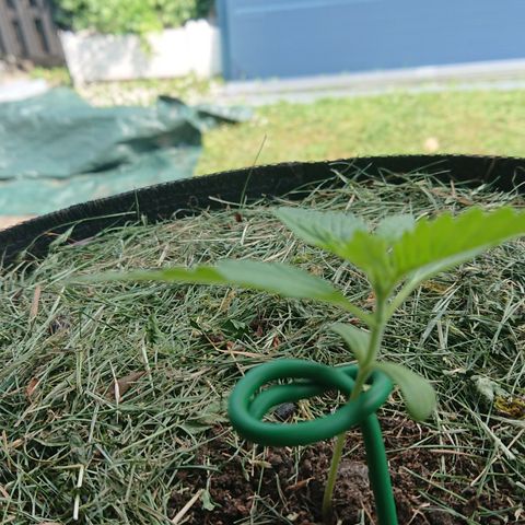 Strawberry Banana Auto growlog timeline photo