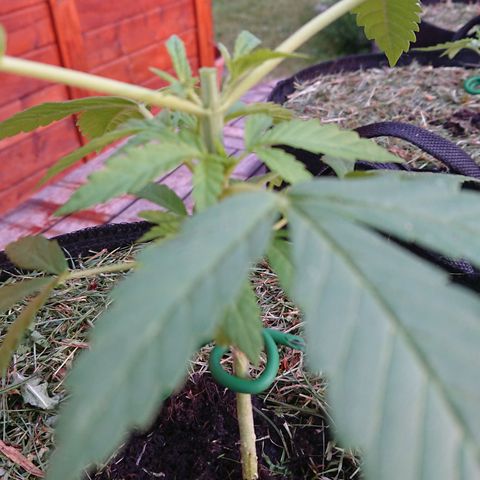 Apple Blossom growlog timeline photo