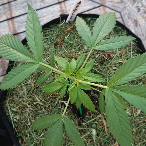 Apple Blossom growlog timeline photo