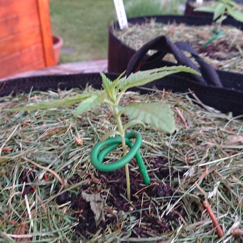 Strawberry Banana Auto growlog timeline photo