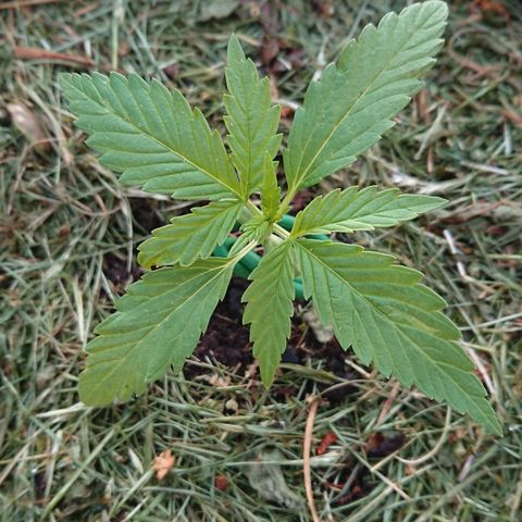 Strawberry Banana Auto growlog timeline photo