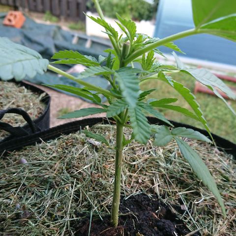 Apple Blossom growlog timeline photo