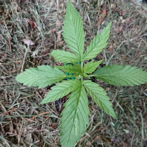 Strawberry Banana Auto growlog timeline photo