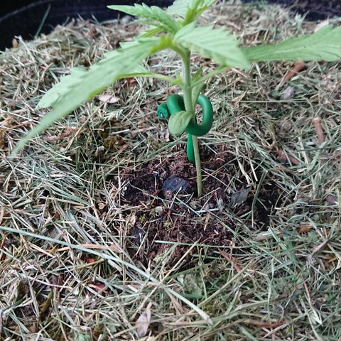 Strawberry Banana Auto growlog timeline photo